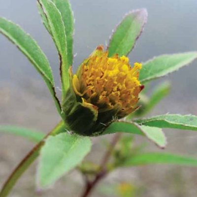 Evidence-based herbal medicine